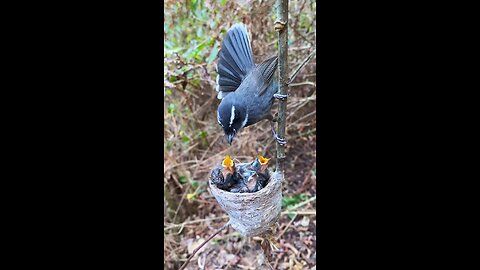 Mother Bird Feeding Her Babies | Heartwarming Nature Moment 🕊️