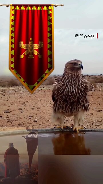 Shahbaz Eagle was found in Yazd of Iran🦅