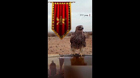 Shahbaz Eagle was found in Yazd of Iran🦅