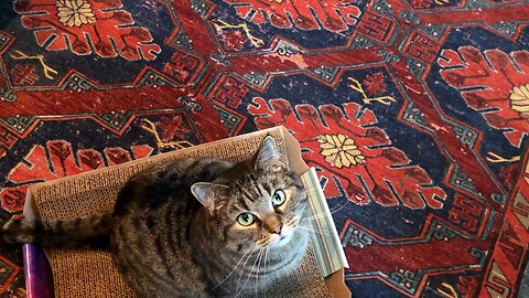 February 10, 2020 - Morning Playtime