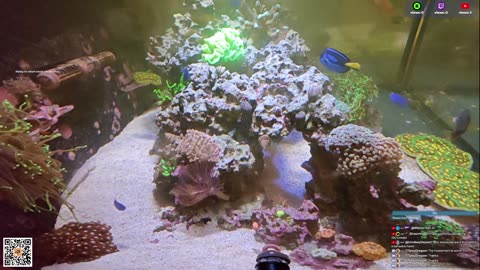 24/7 Real Live Reef Stream