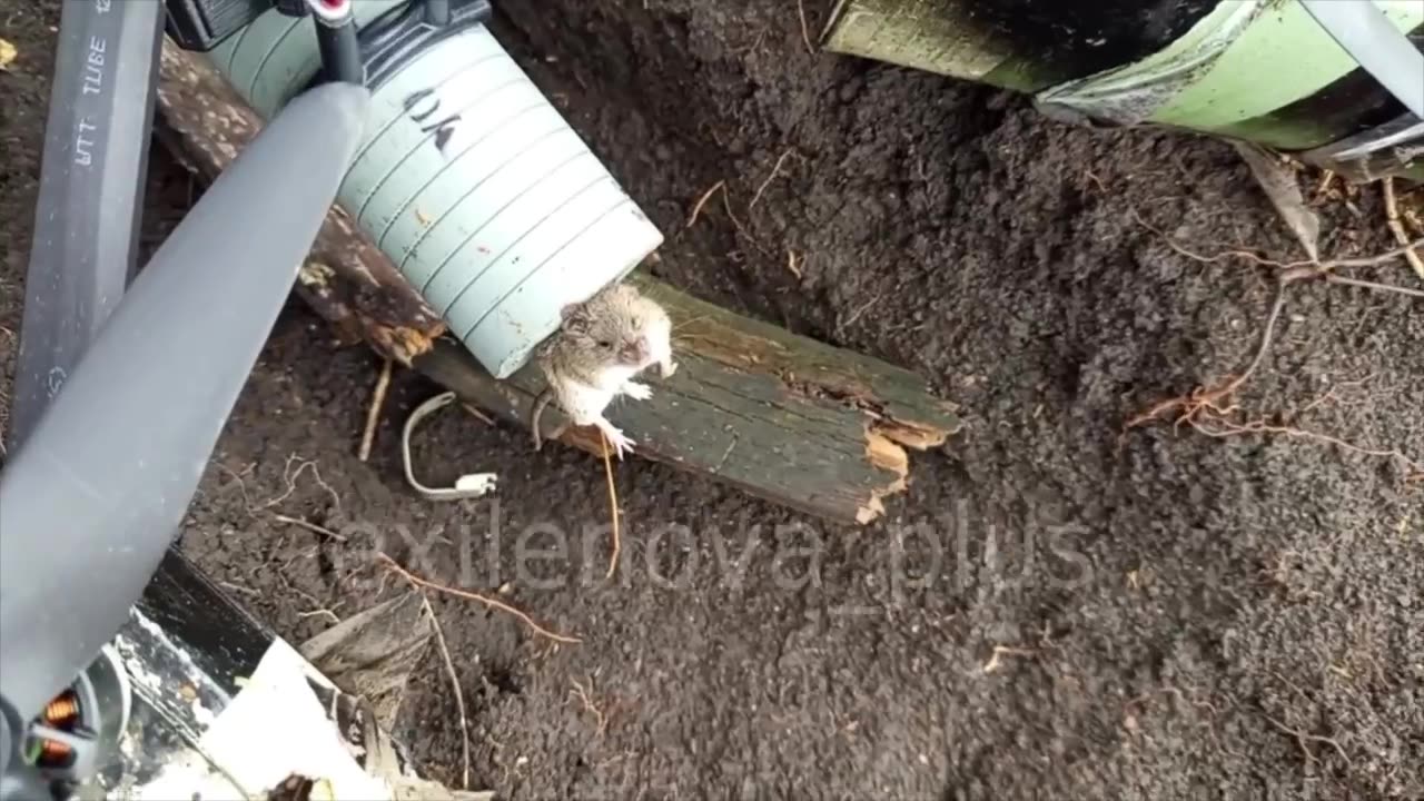 Russians Think Its Funny to Attach Mice to Drones