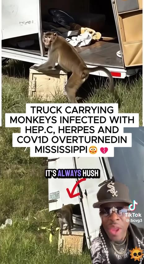 BREAKING⛔️TRUCK CARRYING MONKEYS INFECTED WITH HEP.C, HERPES AND COVID OVERTURNEDIN MISSISSIPPI
