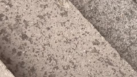 Crow Tries To Take Boy's Pom-Pom Hat