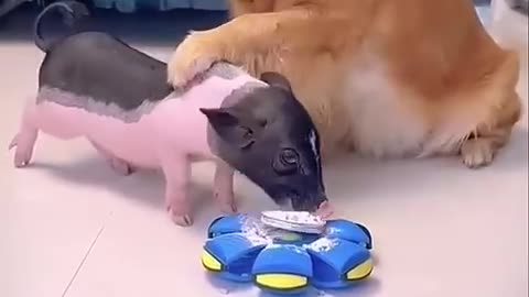 🐶😂 Smart Dog Tries to Fool a Pig – But Does It Work?