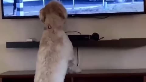 🤣👀 This Animal's Reaction is PRICELESS! Funny Animal Moments | FunFM