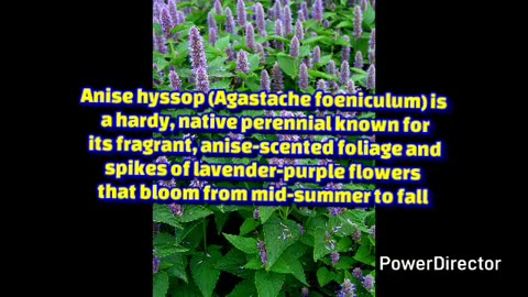 anise hyssop