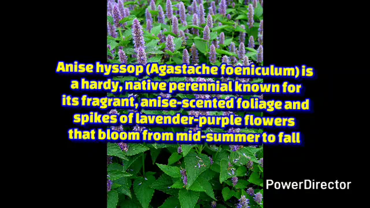 anise hyssop