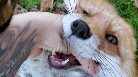 Let here see fox laugh #pet adventure MeoWnMore