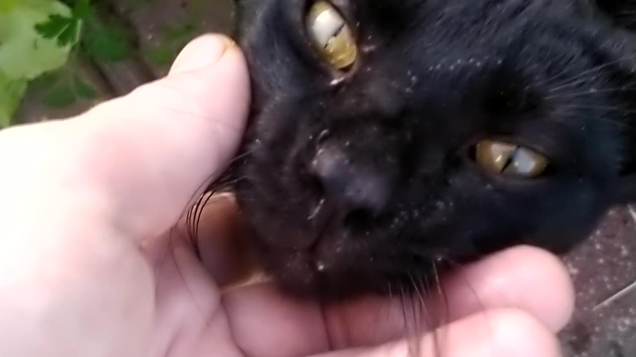 Cat in garden