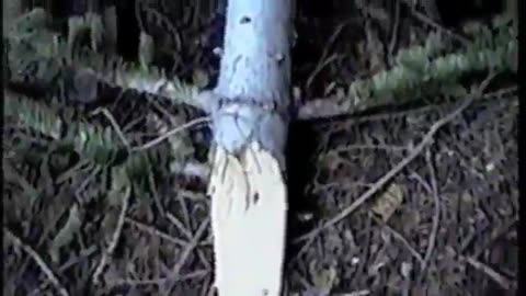 👣😨 Real Bigfoot Sighting? Watch the Longest Footage Ever! | TheHauntingHour