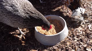 Chickens get their pumpkin pie treat.