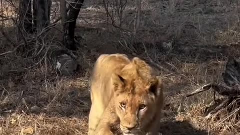 Lioness try to eat armadillo