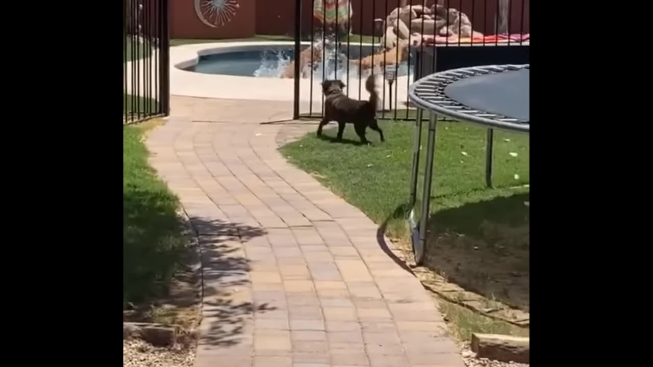 Funniest Animals 🐧 - Best Of The Funny Animal Videos 😁 - Cutest Animals Ever