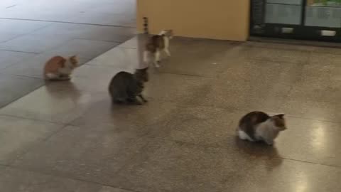 Get in the line brat