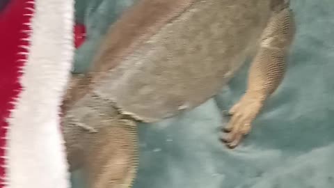When You're Comfy, You're Comfy...