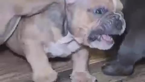 Bullies🐶🐾 #dogmom #shorts #shortsfeed #fyp #youtube #everyone #microbully #microbullies #foryou #4u