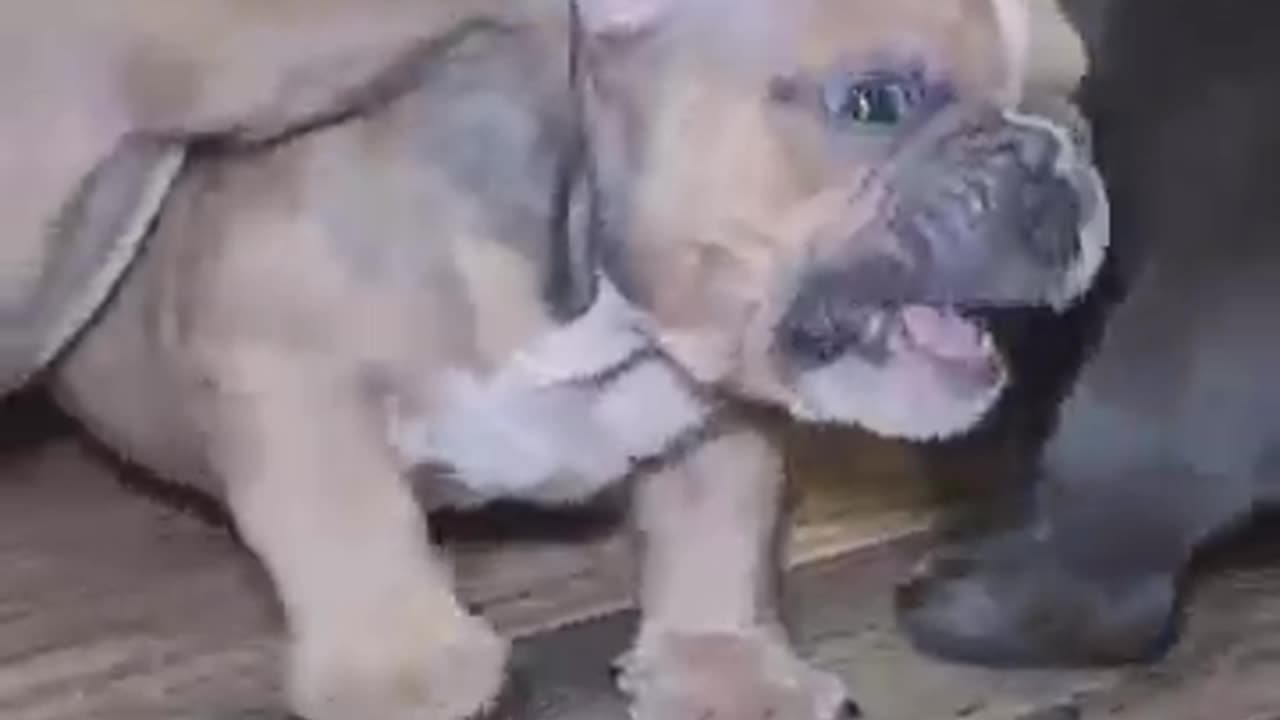Bullies🐶🐾 #dogmom #shorts #shortsfeed #fyp #youtube #everyone #microbully #microbullies #foryou #4u