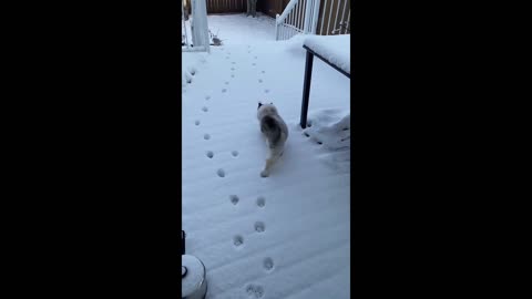 A little cat takes a wrong step, dancing out a charming stride.