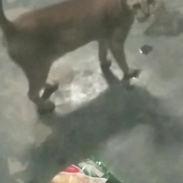 reak cat is real funy runn