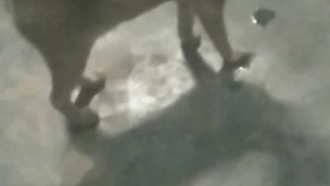 reak cat is real funy runn