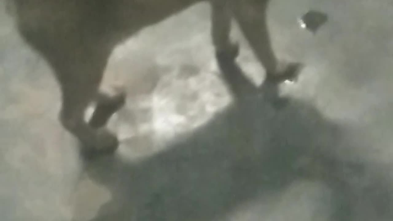 reak cat is real funy runn