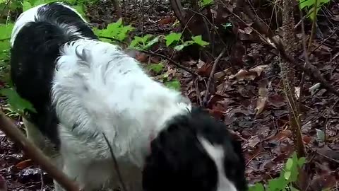 Having fun with DIY 3D printing and doggo