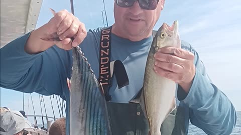 Green Bonita and a bluefish.