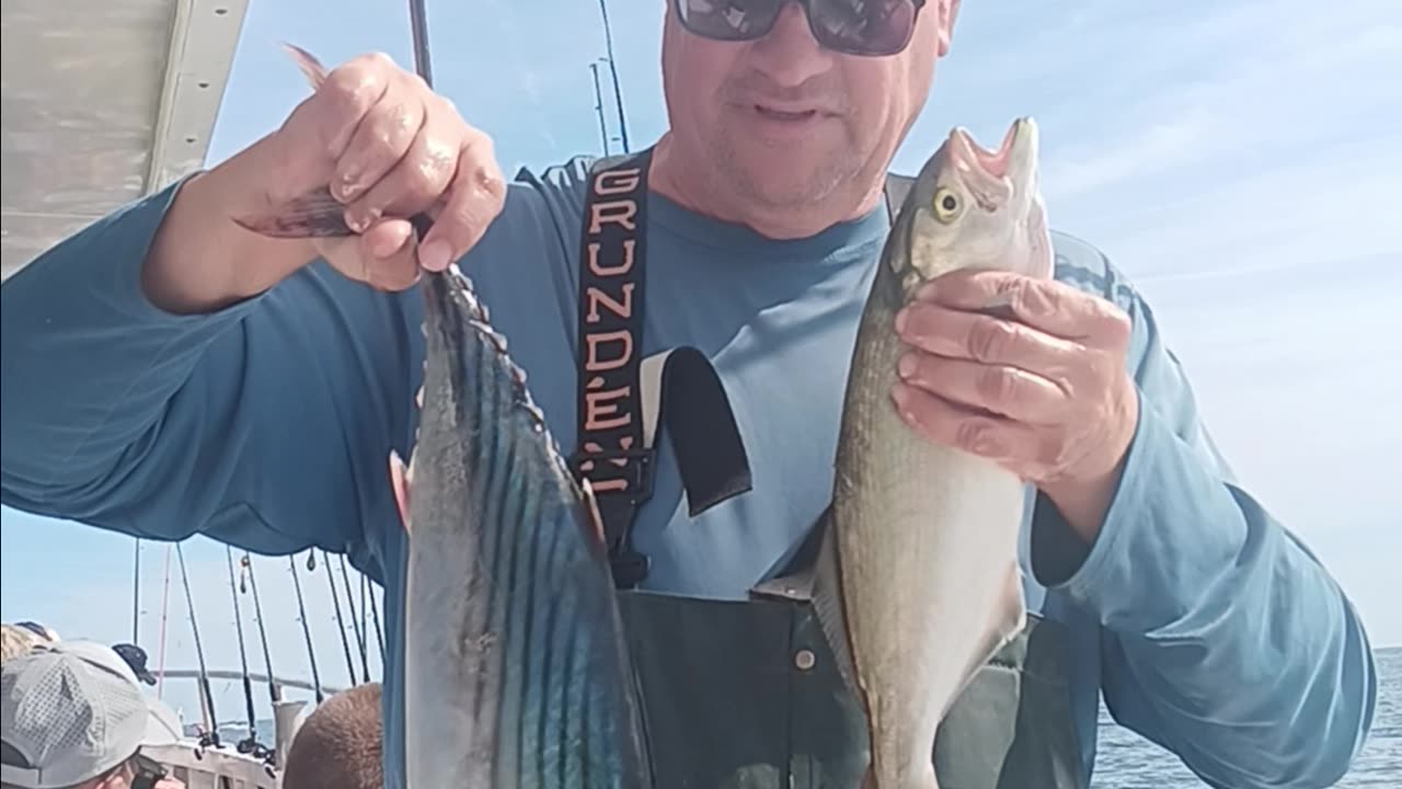 Green Bonita and a bluefish.