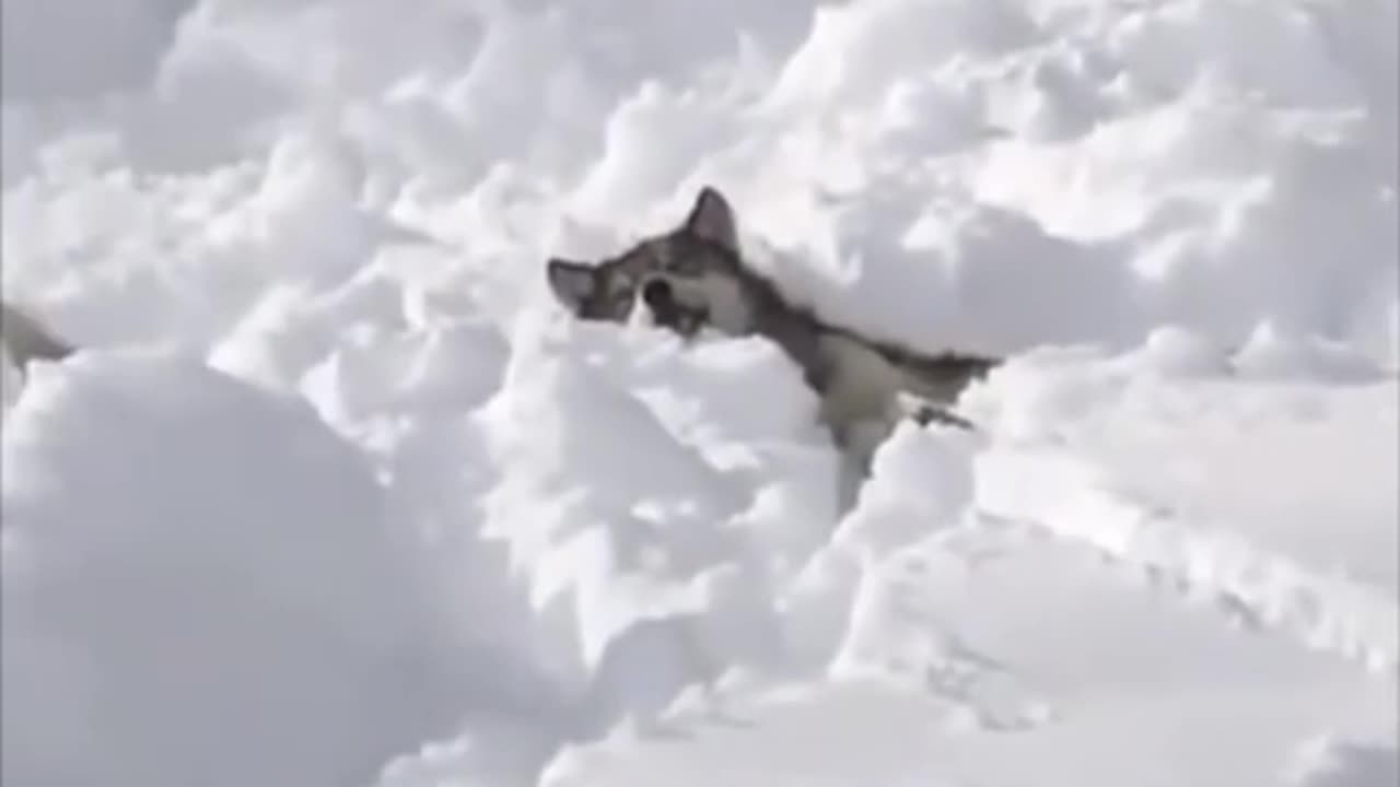 A pack of wolves digging a tunnel through deep snow