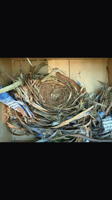 Even the birds like the prayer flags at Jaya 🙏