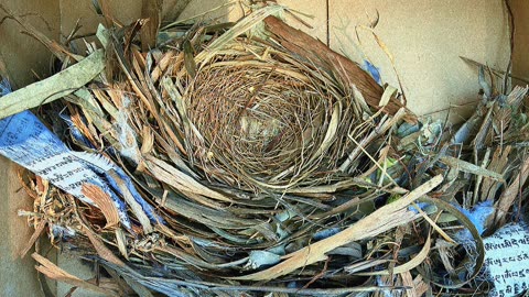 Even the birds like the prayer flags at Jaya 🙏