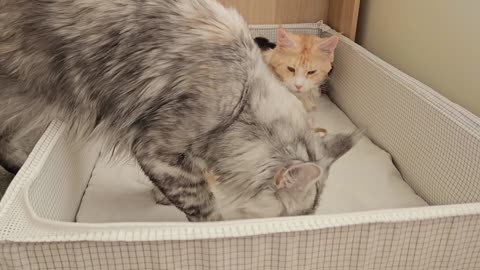 Grandma Cat Meets Grandkittens For the First Time!