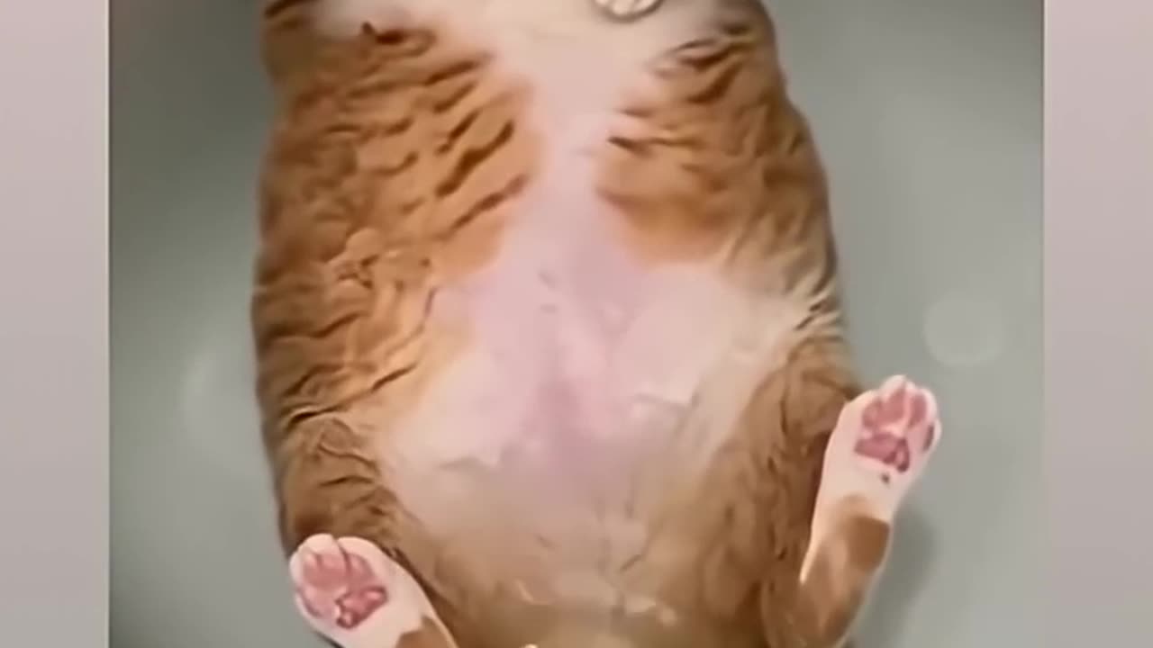 Blup Blup 🫧🐈 – Hilarious Cat Moments! Follow & Like for Daily Cat Fun & Memes!