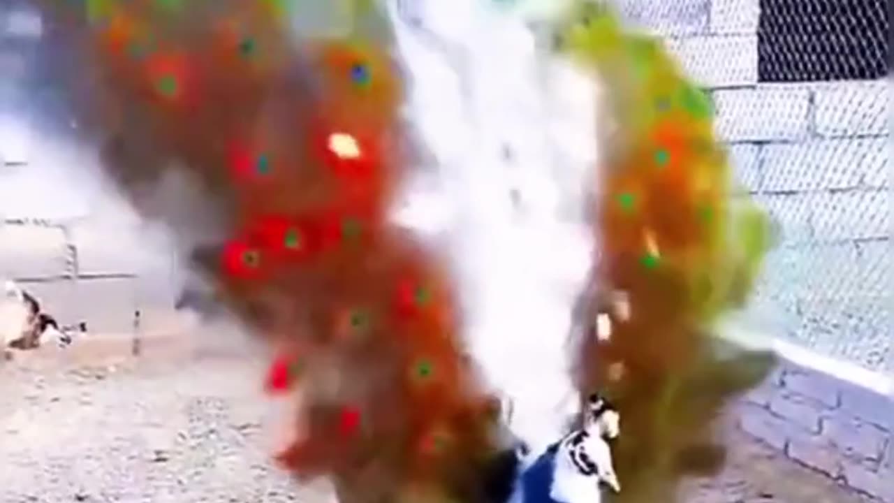 🌸 The magic of peacock colors
