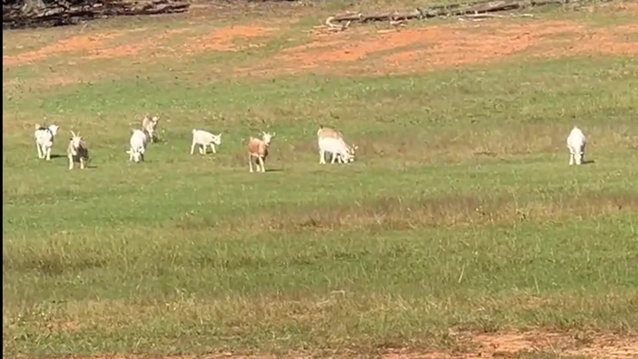 Step Aside Pilgrim, We're Coming Through!!!