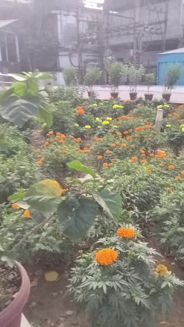 Small Winter Garden | Peaceful Greenery in Cold Season