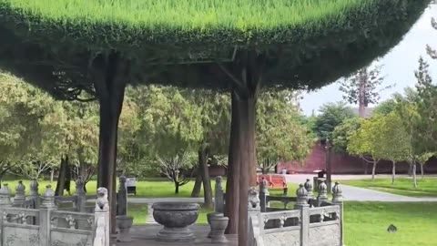 🌳✨ Pavilion Grown Out of Trees - Nature's Masterpiece! | FeedMyCuriosity
