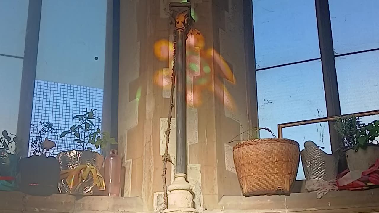 Banned from the shop for asking customers not to have face offs with dogs