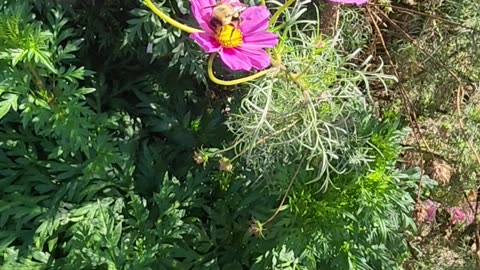 Today's pollination video,