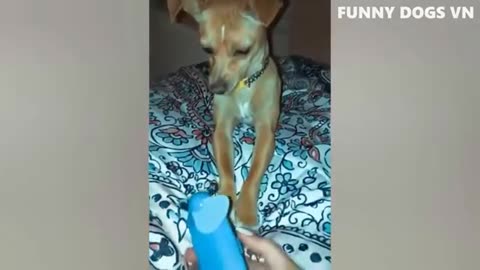 Dogs' Delight: Agility, Comedy, and Toy Car Adventures