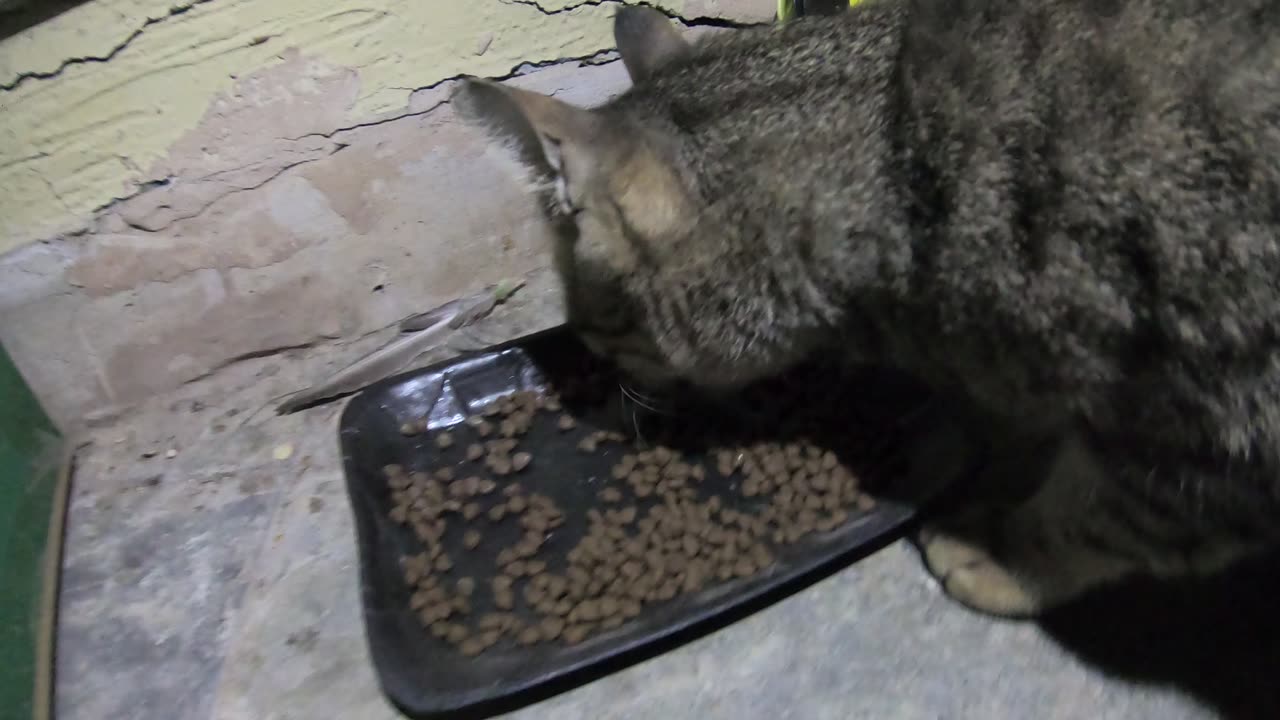 Homeless cat in Ras Al Khaimah, UAE: JANET JACKSON #cat #cats #JanetJackson #UAE #kitten #pets #pet