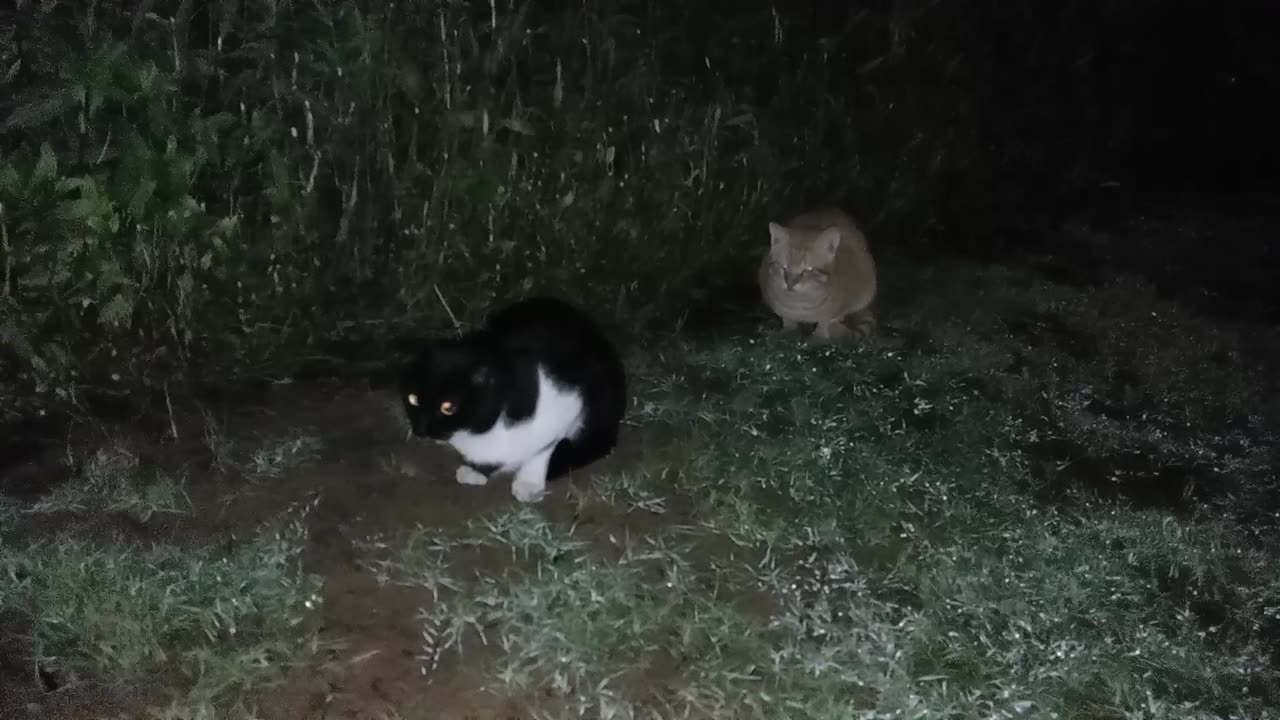 Homeless cats in Ras Al Khaimah, UAE: RIHANNA & CHRIS MARTIN #cat #cats #Rihanna #ChrisMartin #pets