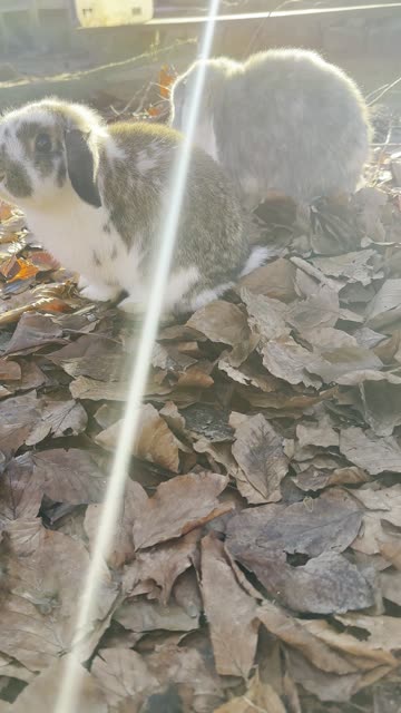 Sunbeam Bunny Nuzzle (Calm & Cozy)