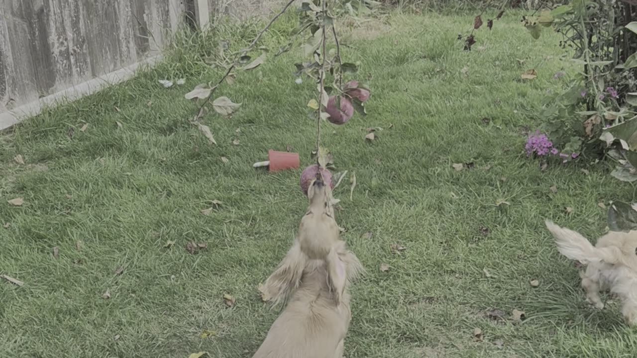 Dachshunds Try to Get an Apple Off the Tree