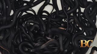 102 snakes removed from homeowner’s garden in Sydney