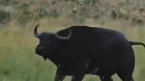 A lion hunts a baby buffalo right in front of its mother.