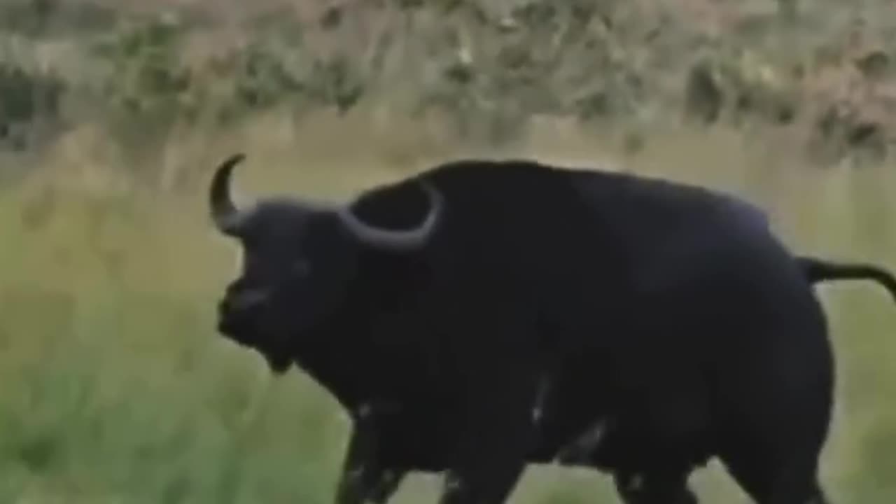 A lion hunts a baby buffalo right in front of its mother.