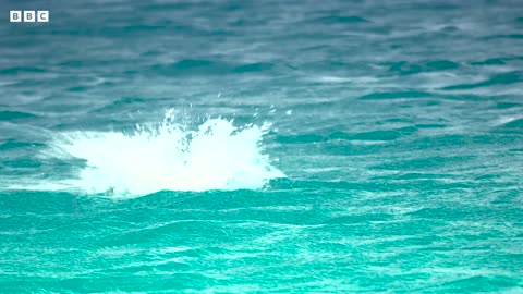 Fish vs Bird 4KUHD Blue Planet II BBC Earth