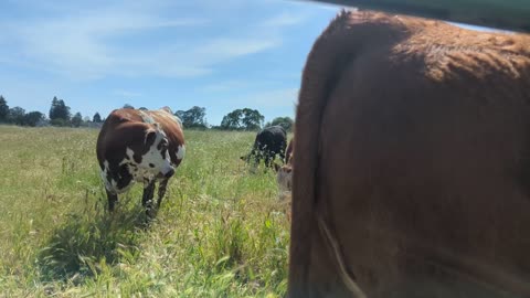 COW ASMR